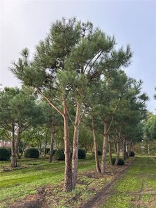 Pinus pinea 700-800 cm WRB multi-stem - image 20