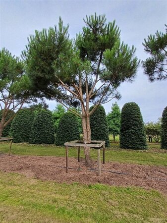 Pinus pinea 700-800 cm WRB multi-stem - image 21