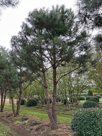 Pinus pinea 700-800 cm WRB multi-stem - image 22