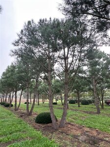 Pinus pinea 700-800 cm WRB multi-stem - image 23