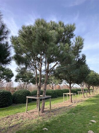 Pinus pinea 700-800 cm WRB multi-stem - image 1