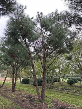 Pinus pinea 700-800 cm WRB multi-stem - image 24