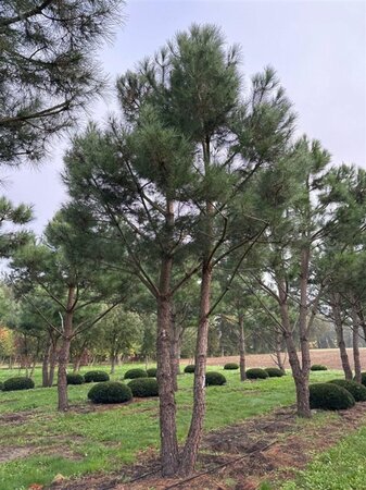 Pinus pinea 700-800 cm WRB multi-stem - image 25