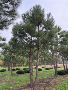 Pinus pinea 700-800 cm WRB multi-stem - image 25
