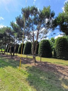 Pinus pinea 700-800 cm WRB multi-stem - image 26