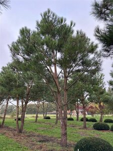 Pinus pinea 700-800 cm WRB multi-stem - image 27