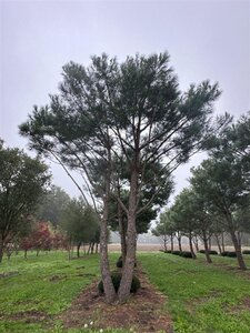 Pinus pinea 700-800 cm WRB multi-stem - image 29