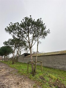 Pinus pinea 700-800 cm WRB multi-stem - image 6
