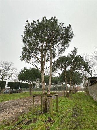 Pinus pinea 700-800 cm WRB multi-stem - image 7