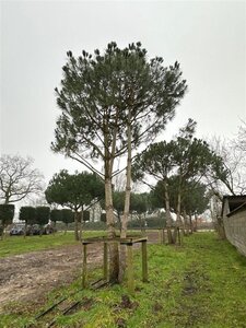 Pinus pinea 700-800 cm WRB multi-stem - image 7