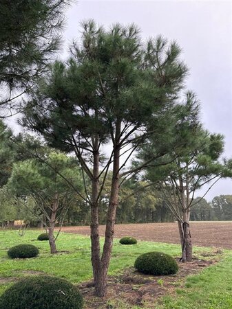 Pinus pinea 700-800 cm WRB multi-stem - image 16