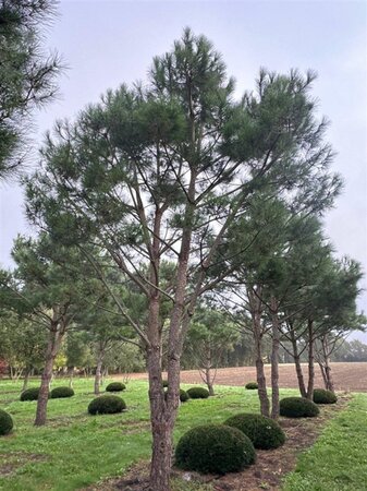 Pinus pinea 700-800 cm WRB multi-stem - image 3