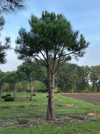 Pinus pinea 700-800 cm WRB multi-stem - image 6