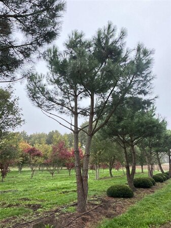 Pinus pinea 700-800 cm WRB multi-stem - image 7