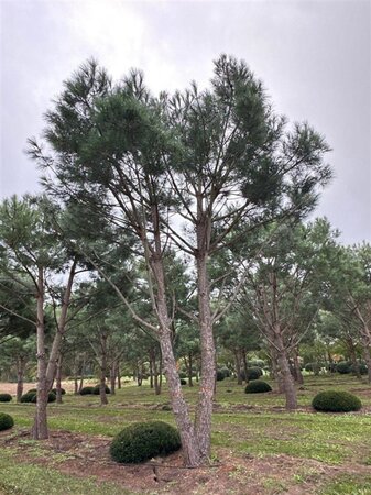 Pinus pinea 700-800 cm WRB multi-stem - image 9