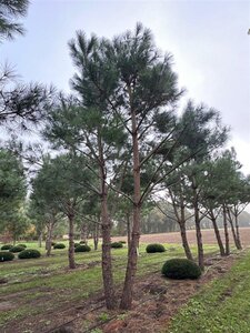 Pinus pinea 700-800 cm WRB multi-stem - image 10