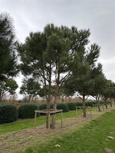 Pinus pinea 700-800 cm WRB multi-stem - image 2