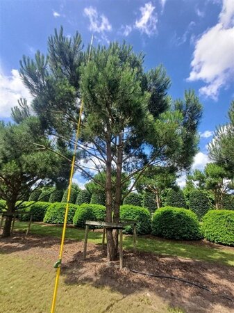 Pinus pinea 700-800 cm WRB multi-stem - image 3