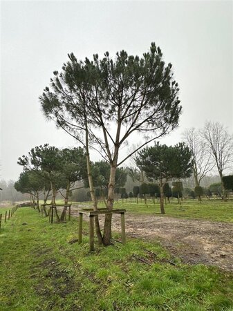 Pinus pinea 700-800 cm WRB multi-stem - image 8