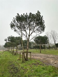 Pinus pinea 700-800 cm WRB multi-stem - image 8