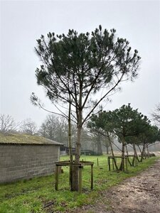 Pinus pinea 700-800 cm WRB multi-stem - image 9
