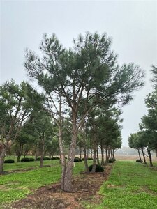 Pinus pinea 700-800 cm WRB multi-stem - image 12