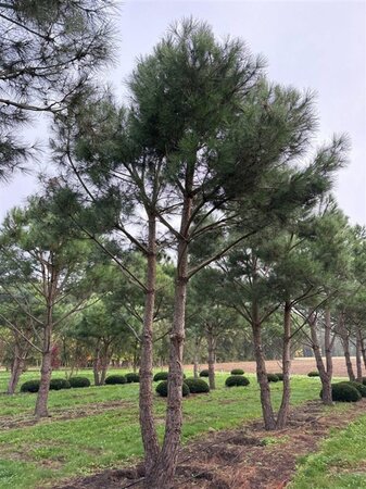 Pinus pinea 700-800 cm WRB multi-stem - image 13
