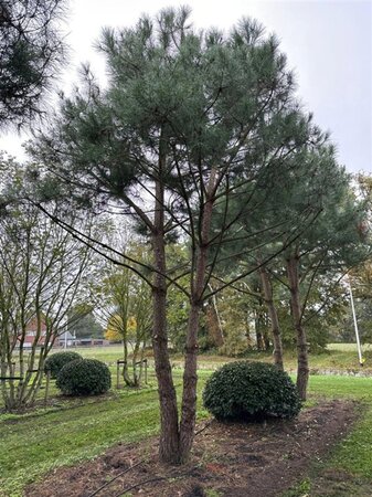 Pinus pinea 700-800 cm WRB multi-stem - image 32