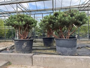 Pinus sylv. 'Watereri' 100-120 cm container meerstammig - afbeelding 2