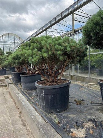 Pinus sylv. 'Watereri' 100-120 cm container multi-stem - image 1
