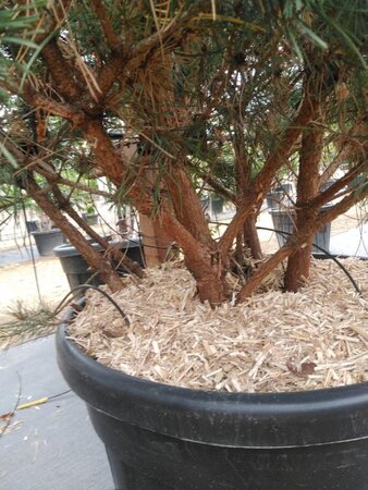 Pinus sylv. 'Watereri' 125-150 cm cont. 90L multi-stem - image 1