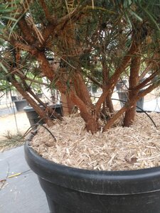 Pinus sylv. 'Watereri' 125-150 cm cont. 90L multi-stem