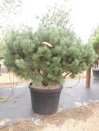 Pinus sylv. 'Watereri' 125-150 cm cont. 90L multi-stem - image 2