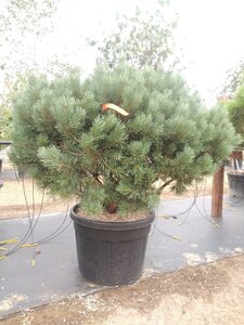 Pinus sylv. 'Watereri' 125-150 cm cont. 90L multi-stem - image 2