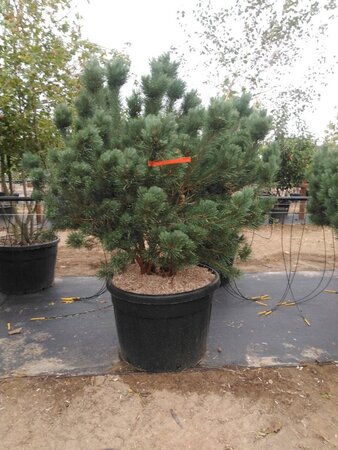 Pinus sylv. 'Watereri' 125-150 cm cont. 90L multi-stem - image 3