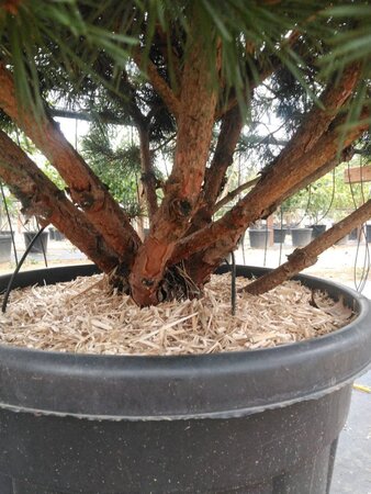 Pinus sylv. 'Watereri' 125-150 cm cont. 90L multi-stem - image 4