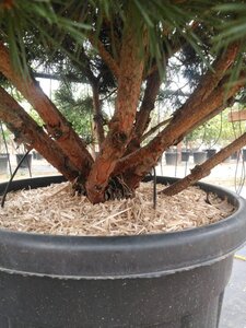 Pinus sylv. 'Watereri' 125-150 cm cont. 90L multi-stem - image 4