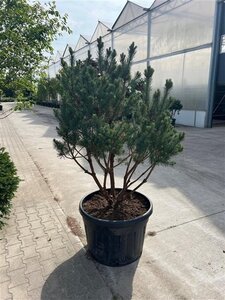 Pinus sylv. 'Watereri' 125-150 cm container meerstammig - afbeelding 2