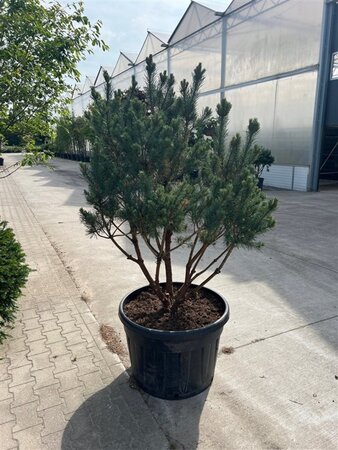 Pinus sylv. 'Watereri' 125-150 cm container meerstammig - afbeelding 1