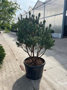 Pinus sylv. 'Watereri' 125-150 cm container meerstammig