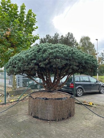 Pinus sylv. 'Watereri' 200-250 cm container meerstammig - afbeelding 1