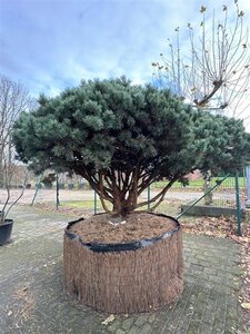 Pinus sylv. 'Watereri' 200-250 cm container meerstammig - afbeelding 2