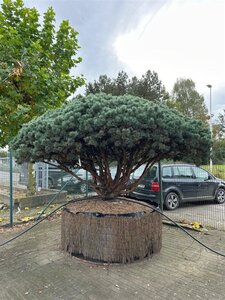 Pinus sylv. 'Watereri' 200-250 cm container multi-stem