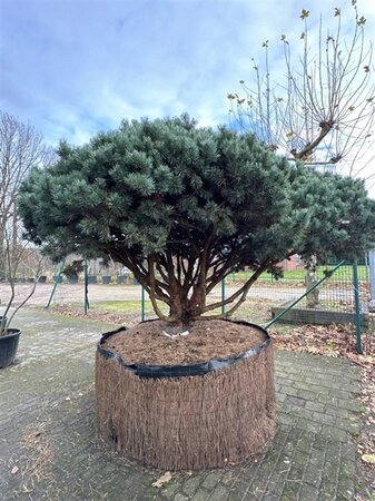 Pinus sylv. 'Watereri' 200-250 cm container multi-stem - image 2