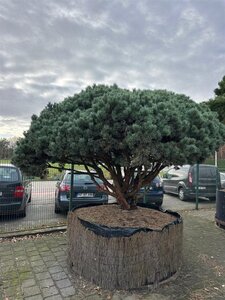 Pinus sylv. 'Watereri' 200-250 cm container multi-stem - image 3