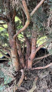 Pinus sylv. 'Watereri' 250-300 cm container meerstammig