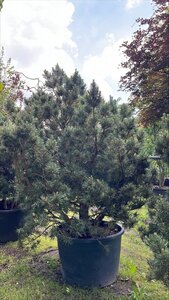 Pinus sylv. 'Watereri' 250-300 cm container meerstammig - afbeelding 2