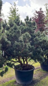Pinus sylv. 'Watereri' 250-300 cm container meerstammig - afbeelding 3