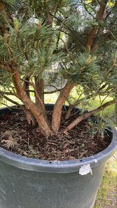 Pinus sylv. 'Watereri' 250-300 cm container meerstammig - afbeelding 4