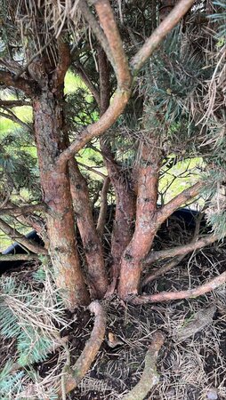 Pinus sylv. 'Watereri' 250-300 cm container multi-stem - image 1